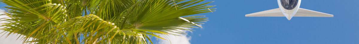 Bottom View of Passenger Airplane Flying Over Tropical Palm Trees Bottom View of Passenger Airplane Flying Over Tropical Palm Trees.